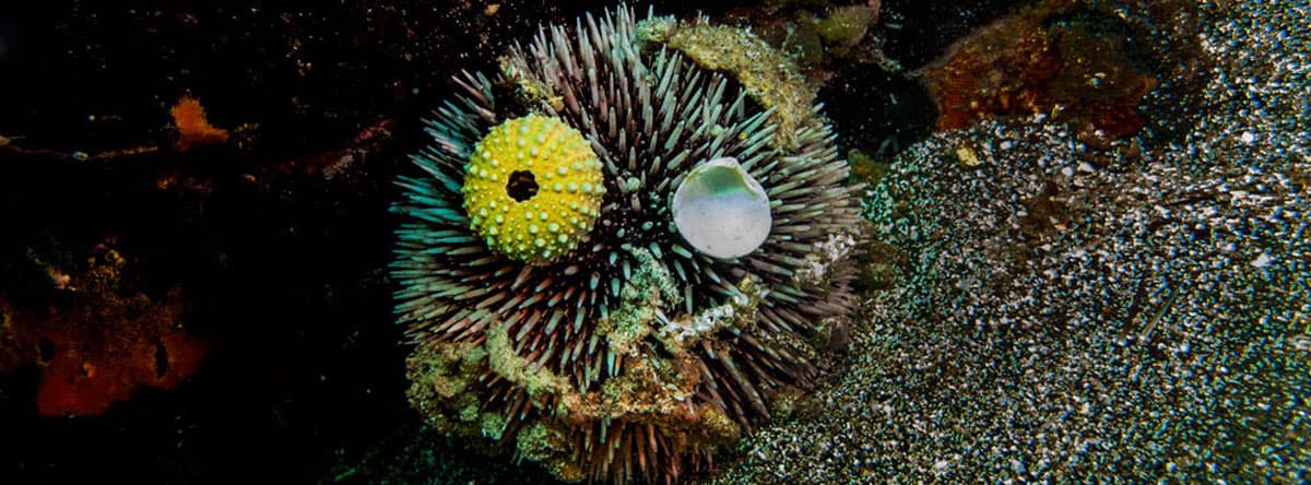 PADI Scuba Diver